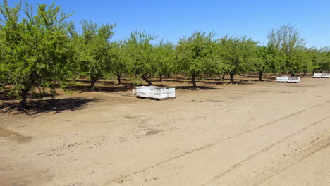 Bienenstöcke-Zur-Bestäubung-Von-Mandelbäumen-Auf-Der-Farm-Im-Central-Valley-In-Kalifornien