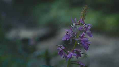 Una-Mirada-De-Cerca-A-Una-Flor-Morada,-Con-Una-Persona-Al-Fondo,-Pasando-Junto-A-La-Flor