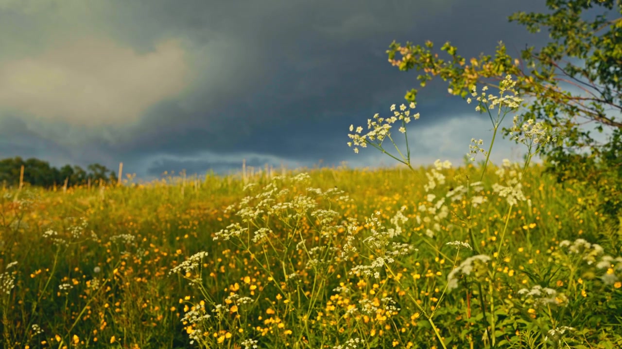 Yellow Wildflowers Bloom Across A Field Beneath An Overcast Sky In A Natural Landscape. Wide Shot