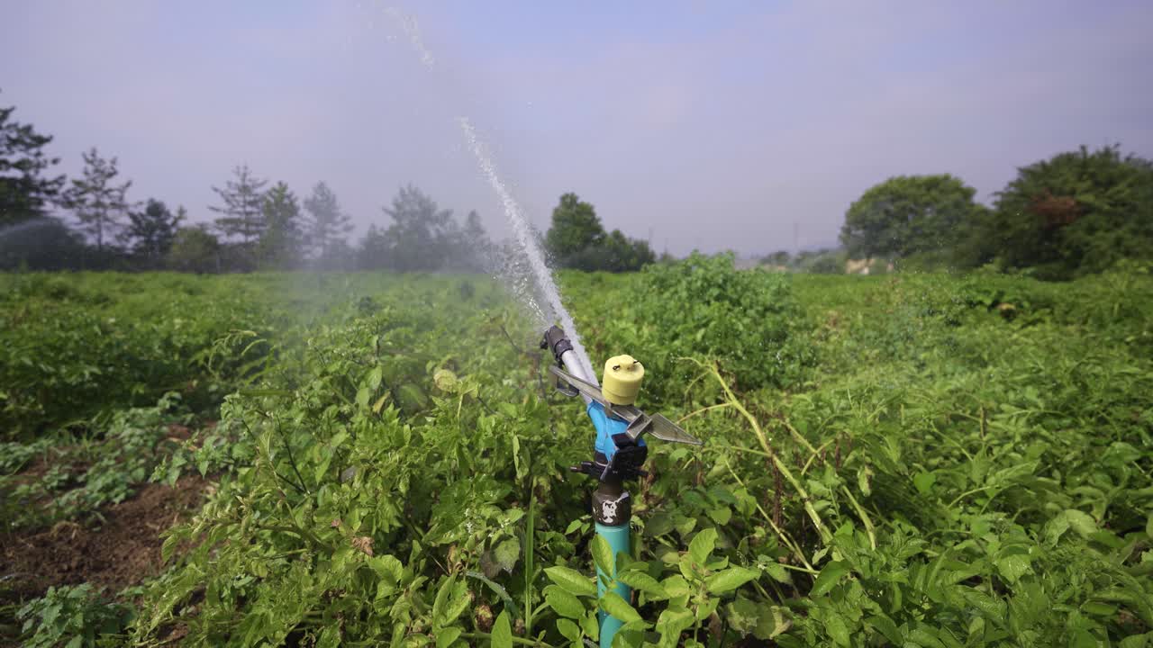 Dettaglio irrigazione terreno agricolo. Primo piano