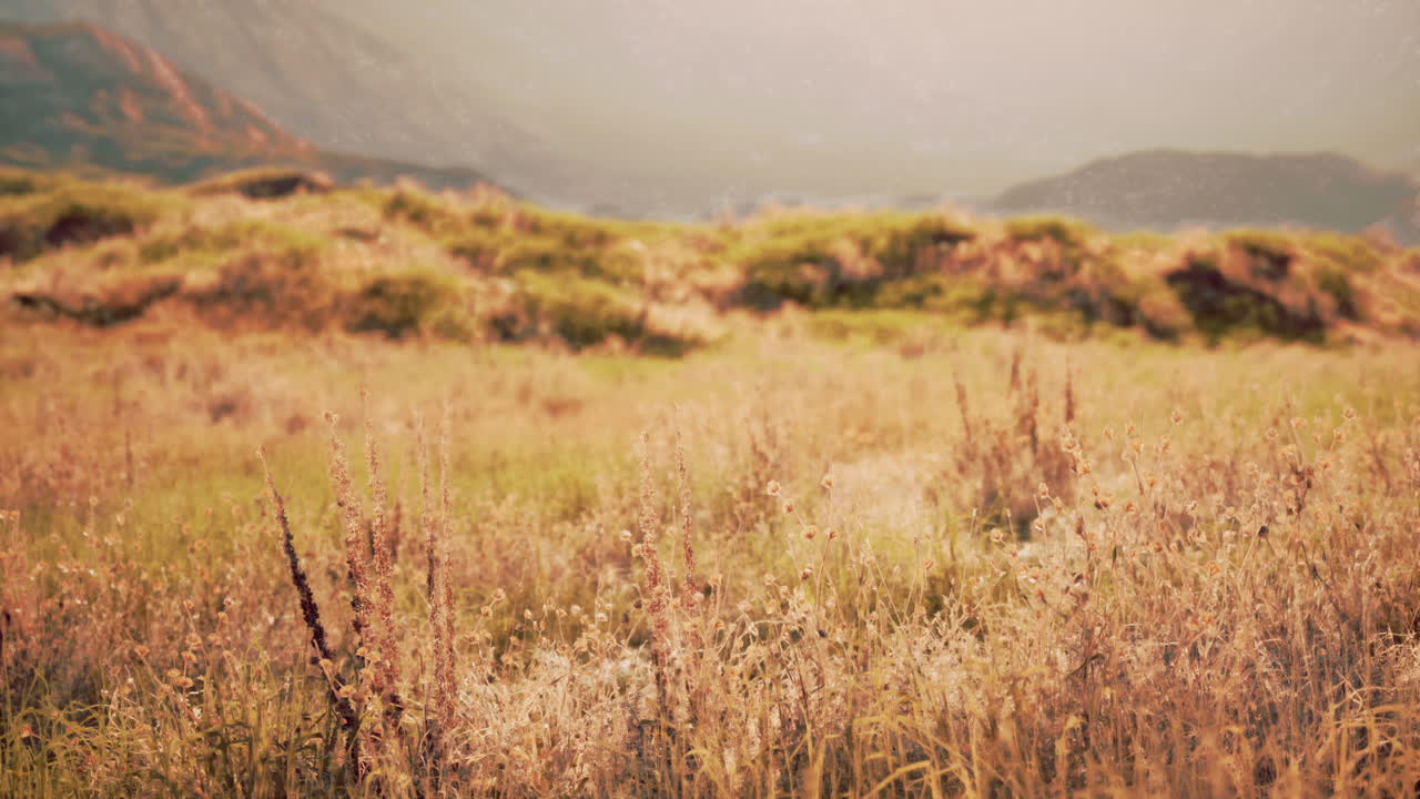 hora de oro en un campo de hierba