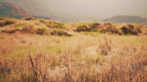 golden hour in a field of grass
