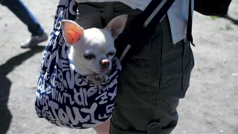 person carrying a chihuahua in a bag