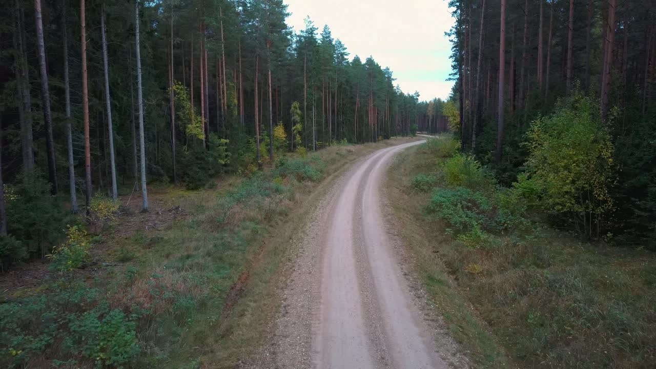 strada di campagna ghiaiosa in boschi di pini verdi che crescono su entrambi i lati