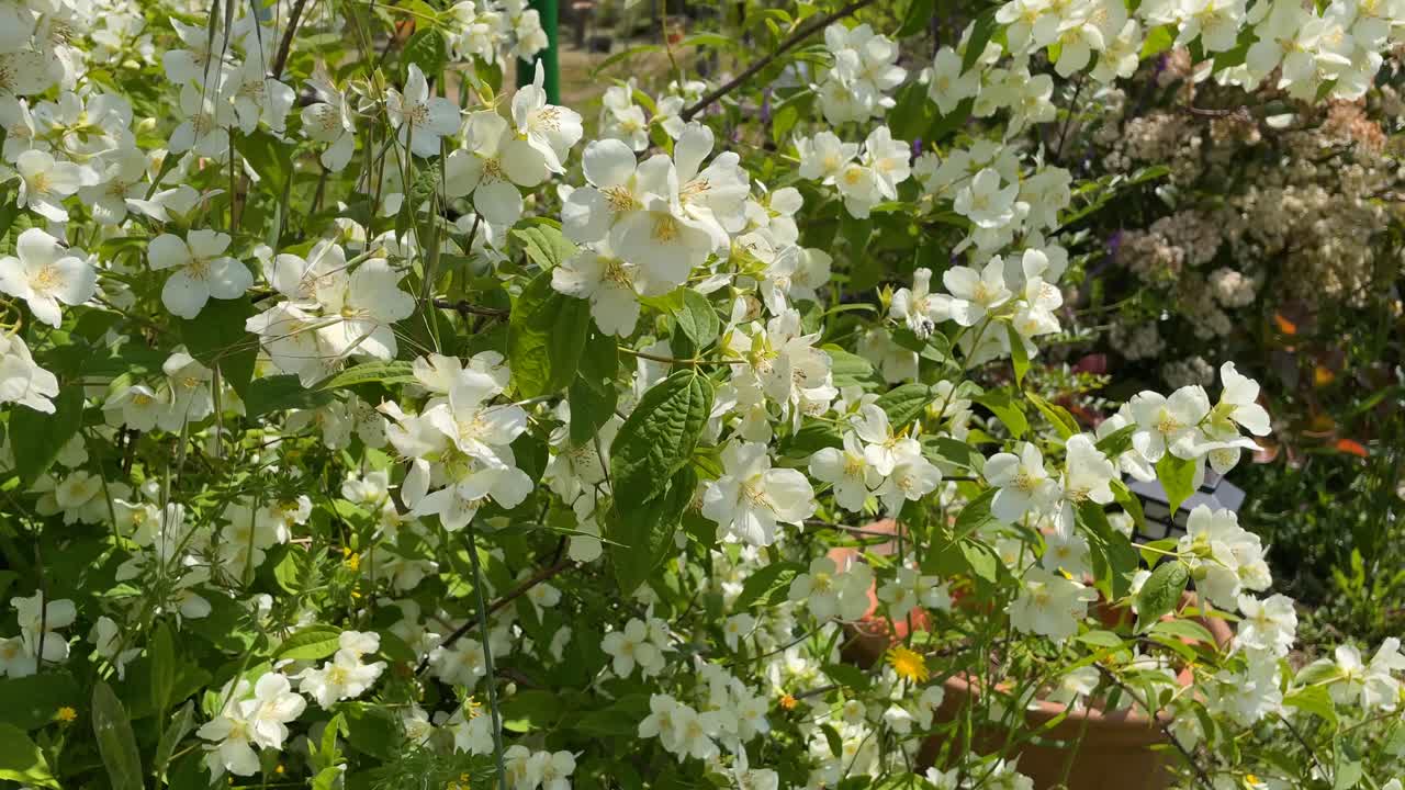 Static close-up of blooming Philadelphus coronarius in a bright spring garden. Beige flowers and green leaves shine under sunlight, evoking calm, healing, gardening and natural fragrance.
