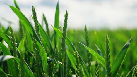 crisp detail of wheat head in fresh green state, basking in bright sunlight
