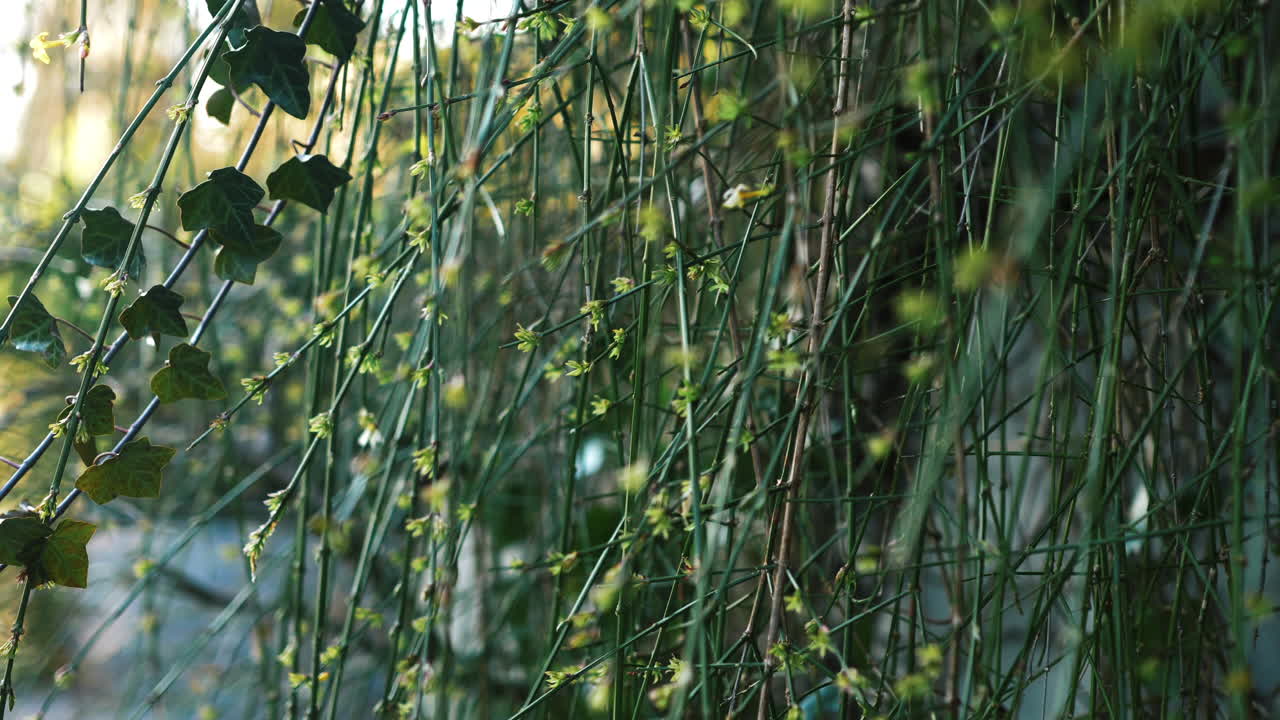 Close-up of Hanging Plants and Ivy on a Wall