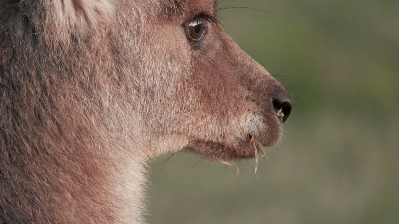 A juvenile kangaroo stands in profile, calmly chewing grass in soft sunset light on a grassy field, with gentle camera movement and shallow depth of field