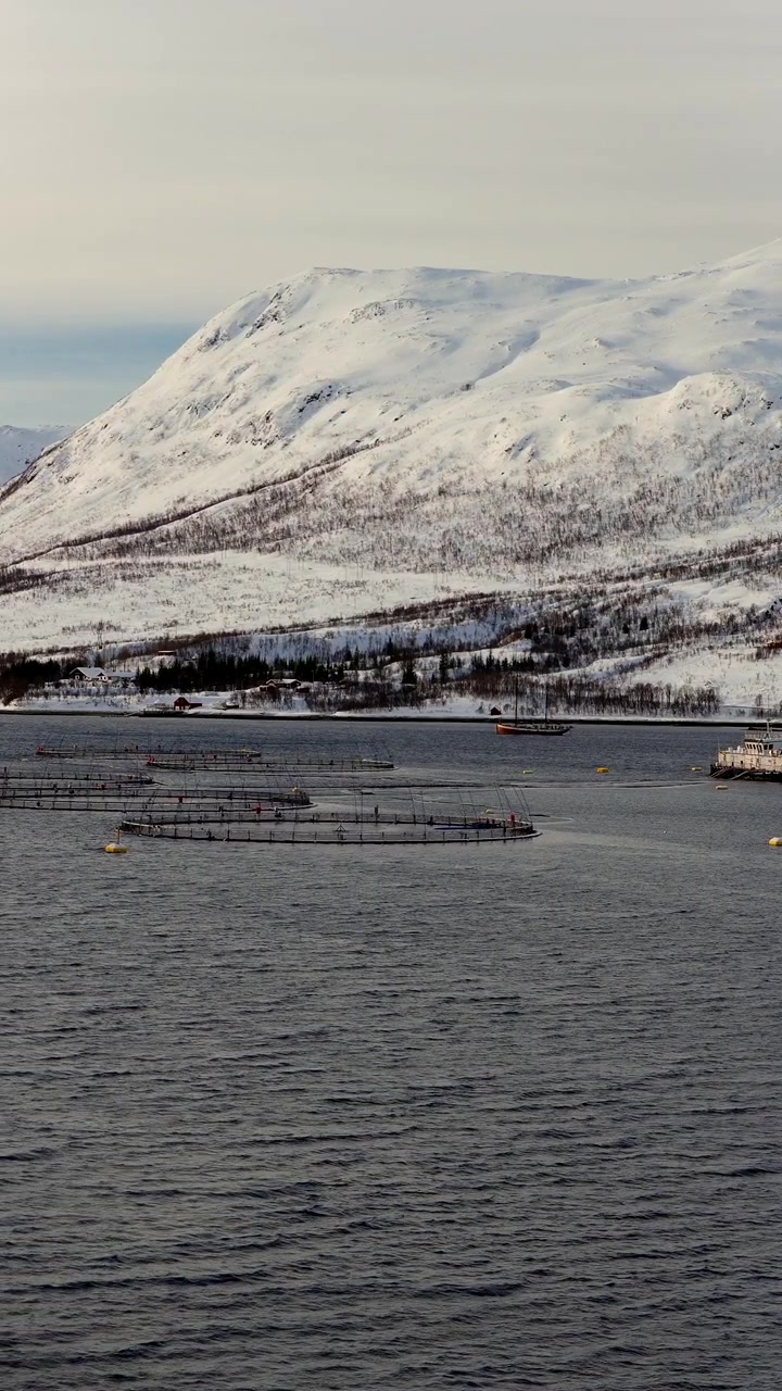 Vertikal. Norwegische Lachsfarm-Gehege in einem Fjord, umgeben von schneebedeckten Bergen, Luftaufnahme