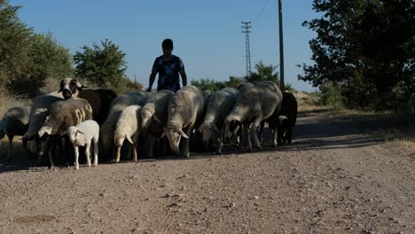 young shepherd carrying sheep