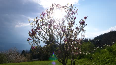 Hermosas-Flores-De-Magnolia-Rosa-En-Un-árbol-Con-Fondo-De-Sol