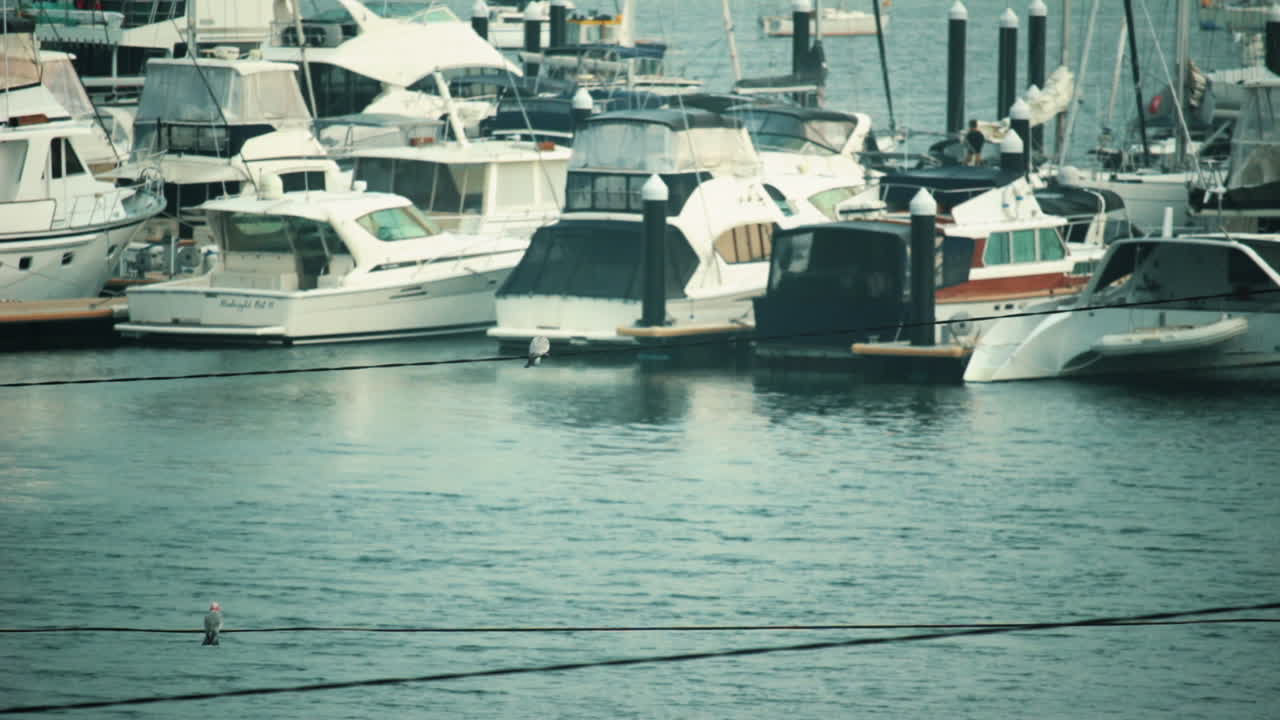 vista en el astillero con pájaros volando de una línea eléctrica a otra en un día soleado - plano medio