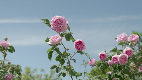 pink roses swaying in the breeze