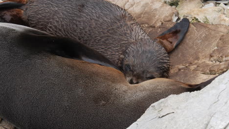 Mother-breastfeeding-her-brown-New-Zealand-fur-seal-pup-on-a-rocky-shore