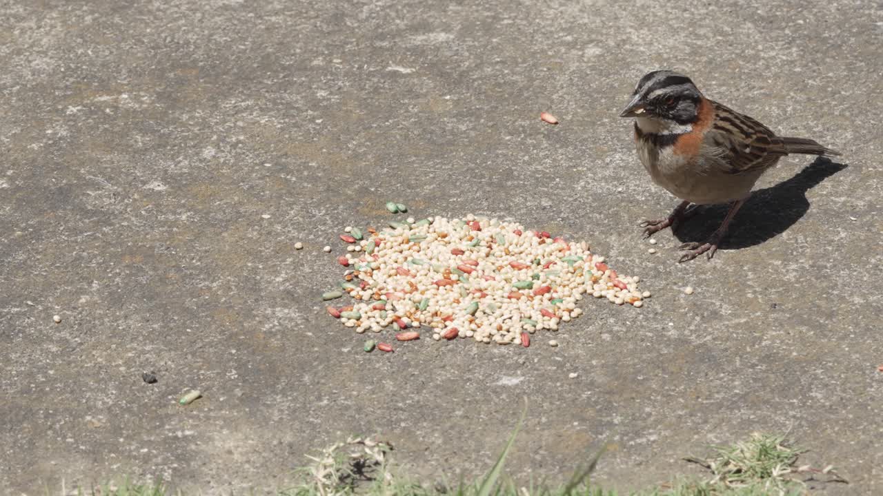 gorrión de cuello rufo comiendo semillas de pájaros fuera de la tierra