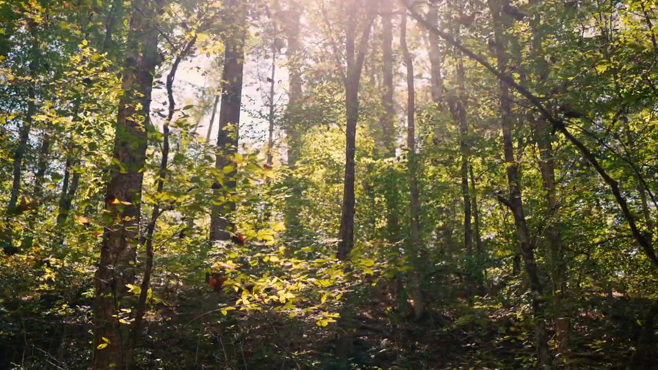 Calda luce solare filtra attraverso la lussureggiante chioma verde della foresta.