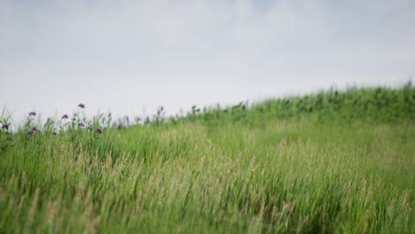 field of green fresh grass under blue sky