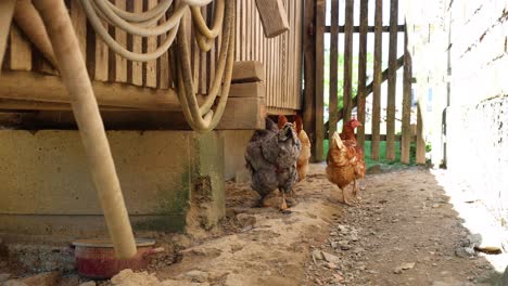 Many-red-chickens-on-a-summer-day-in-the-village