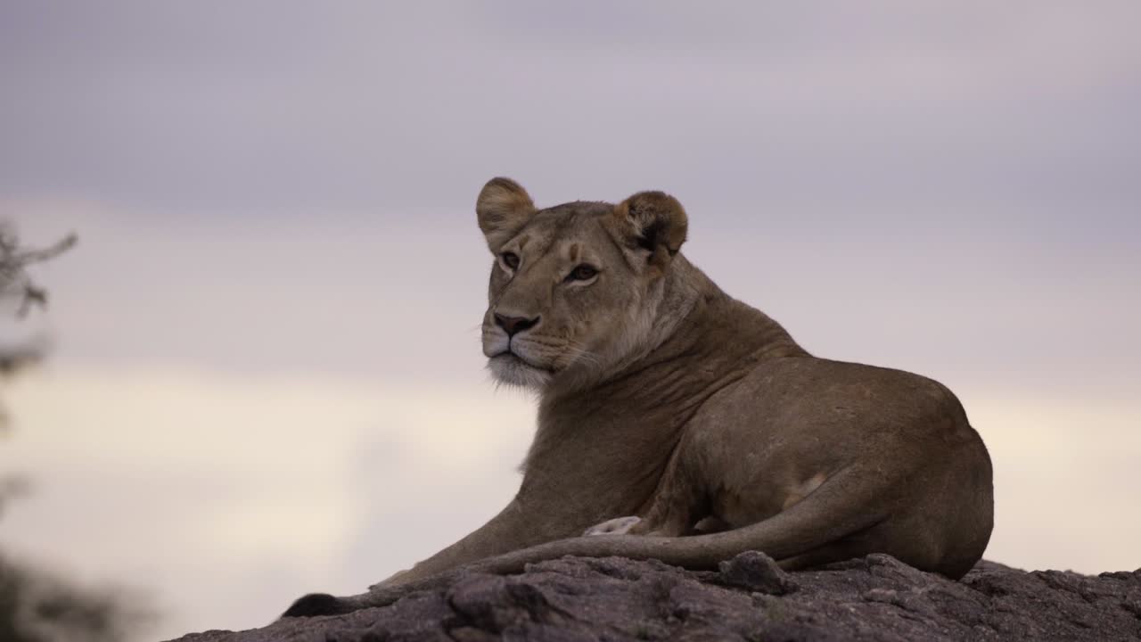 Lioness Resting on Rock 06