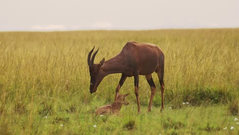 topi de pie quieto protegiendo a un bebé recién nacido junto a su madre mirando fijamente a la cámara, vida silvestre africana en la reserva nacional de masai mara, kenia, áfrica animales de safari en la reserva de masai mara norte