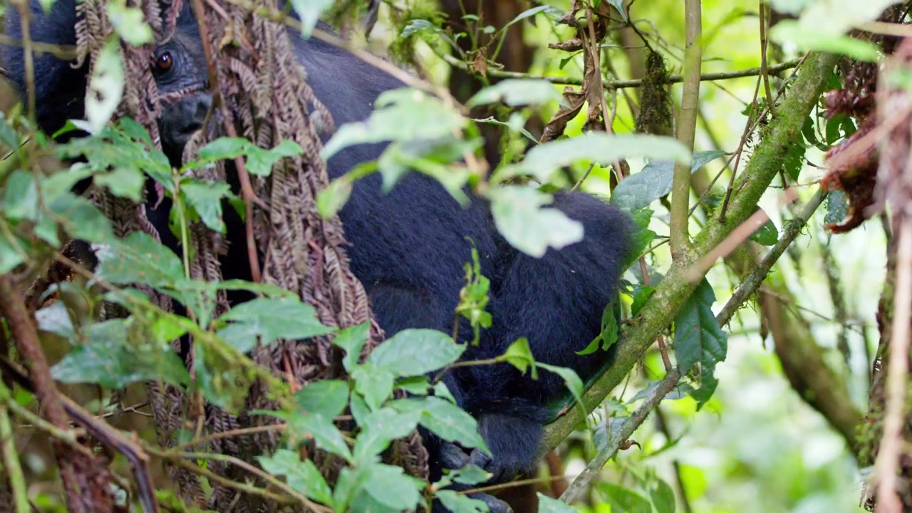 Un giovane gorilla di montagna si arrampica e gioca su un albero ricoperto di muschio tra liane, felci e fogliame a foglia larga nel Parco Nazionale Impenetrabile di Bwindi, nel sud-ovest dell'Uganda, Africa