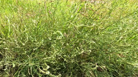 lush grassland with wildflowers and dense foliage