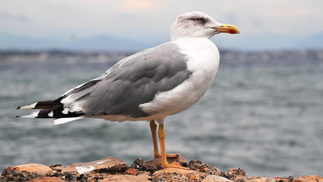 Close view of a seagull staying on a rock, sea on the background