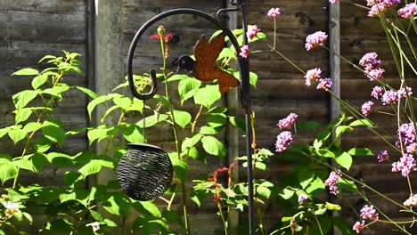 timelapse of a british garden with flowers and hummingbird