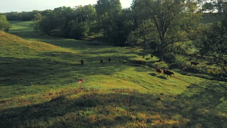 a wide shot pans right across a serene pasture capturing cows grazing on lush green fields surrounded by dense trees under a soft sunlight glow.
