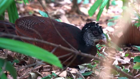 Female-great-curassow,-crax-rubra-spotted-in-the-wild,-foraging-on-the-forest-ground,-close-up-shot-of-wildlife-bird-species