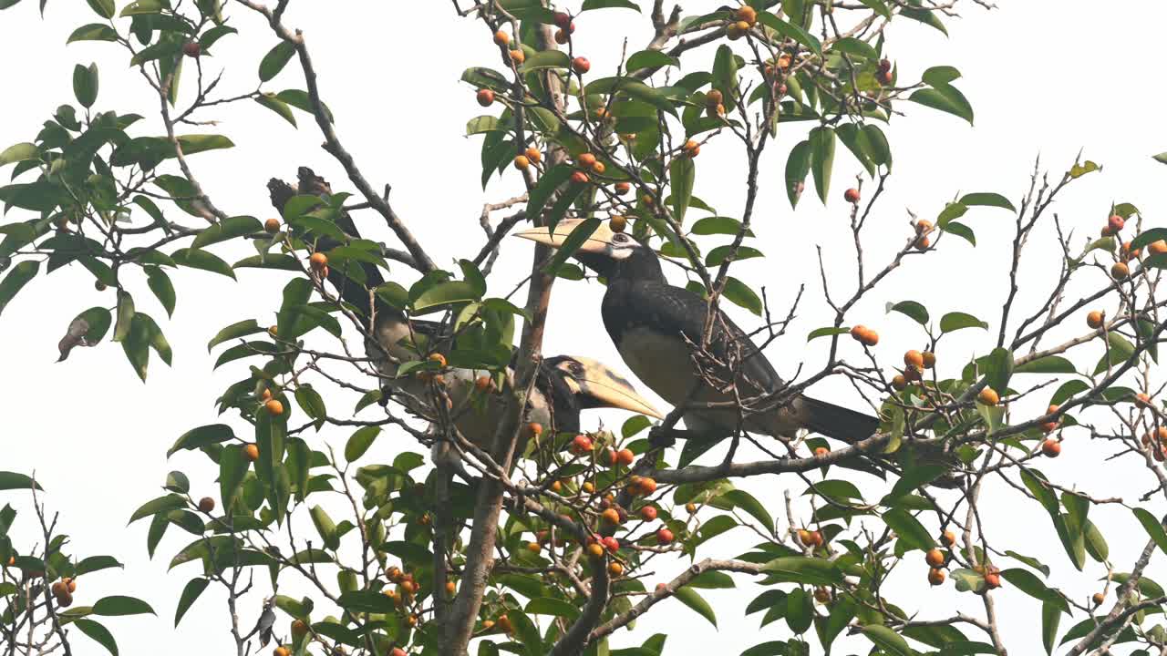 cálao de varios colores oriental alimentándose de frutas, anthracoceros albirostris, parque nacional de khao yai, tailandia