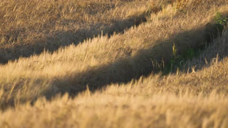 deep tractor tracks in the golden field of ripe wheat