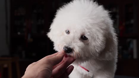 cute fluffy dog licking a hand