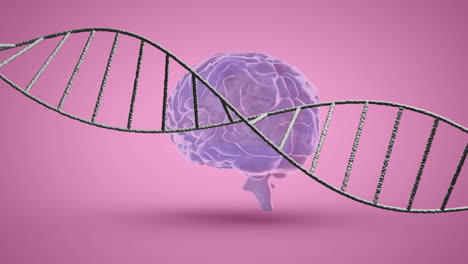 Animation-of-dna-strand-over-digital-brain-on-pink-background