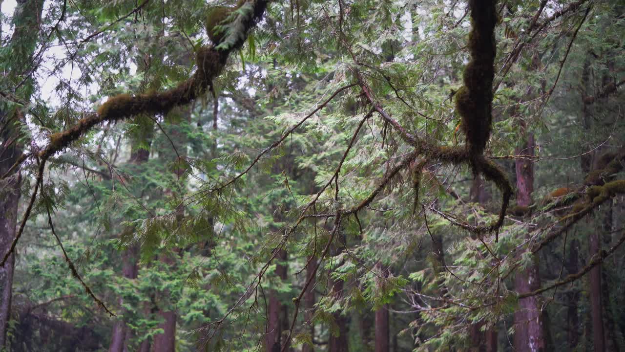 The Nature of Mount Ali