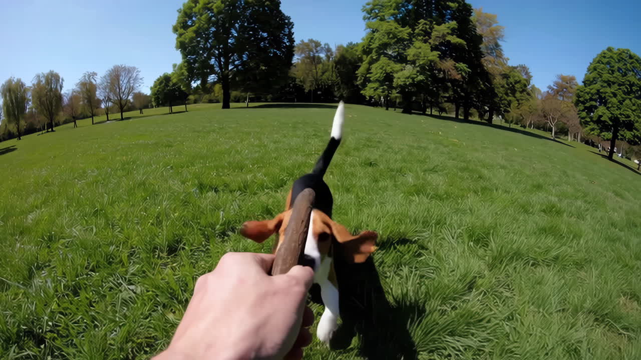 Beagle playing fetch with a stick in a sunny park