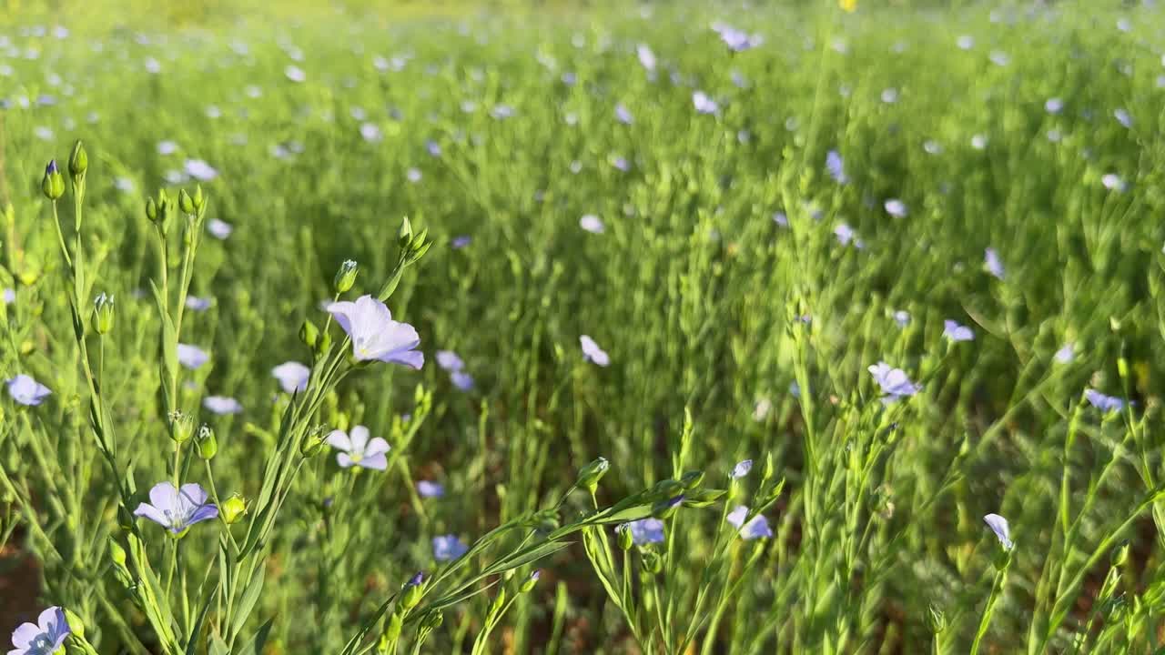Blue flower of flax swaying gently on a sunny summer day