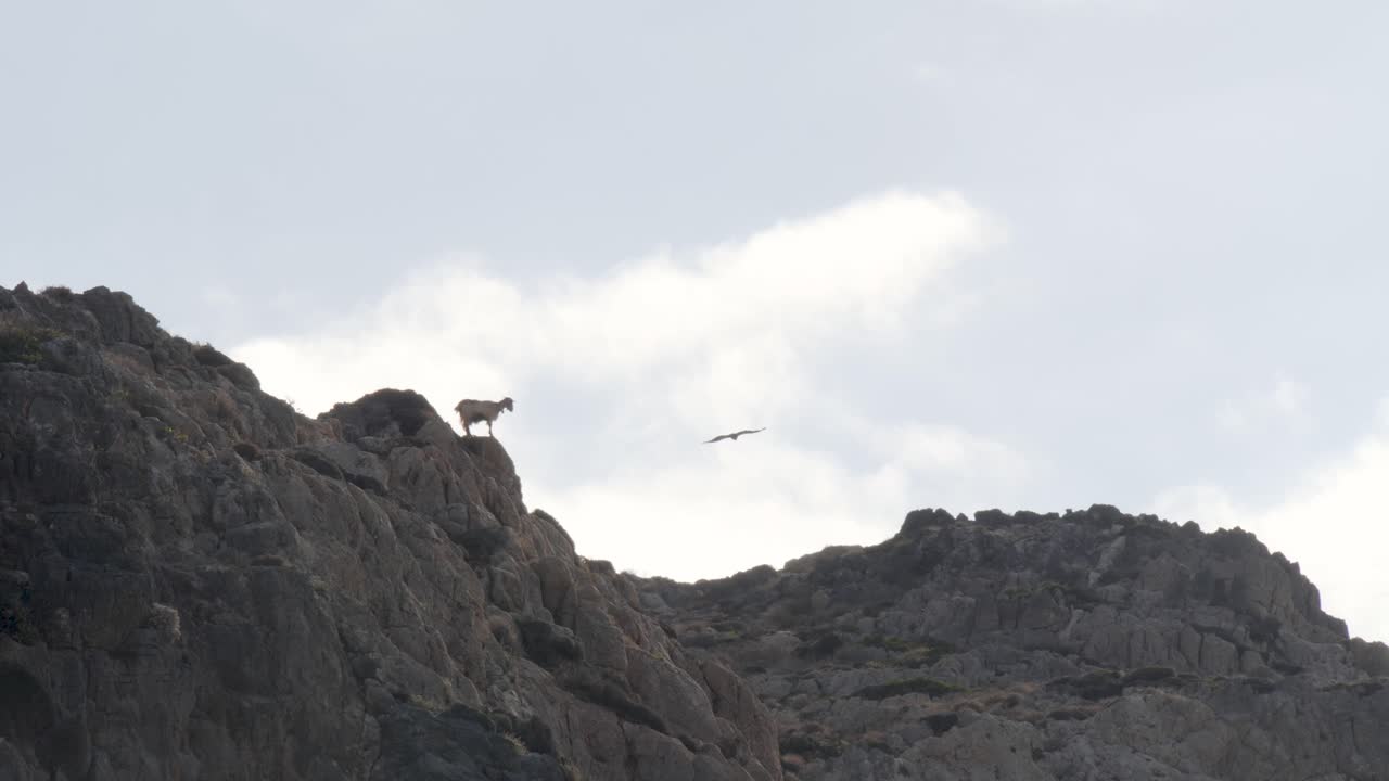 la cabra de montaña se sienta en el acantilado mientras la presa del águila vuela