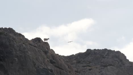 mountain goat sits on cliff as eagle prey flies by