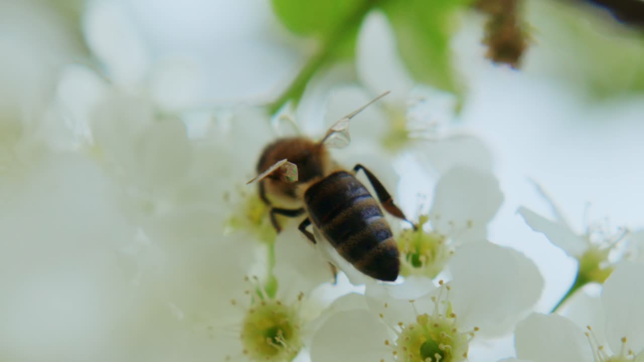 Honeybee diligently collects nectar from delicate white blossoms. Its fuzzy body moves with purpose, antennae sensing the floral scent. The scene is peaceful, showcasing nature's quiet rhythm