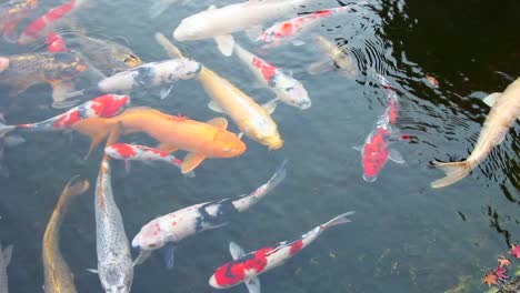 A-Koi-pond-full-of-fish-located-in-a-beautiful-garden-in-Tokyo-Japan