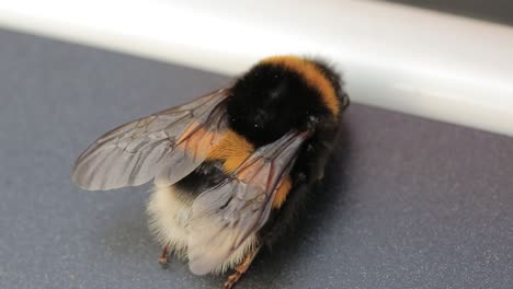 close-up of a bumblebee