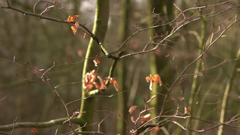 A-close-up-of-dead-leaves-on-a-branch