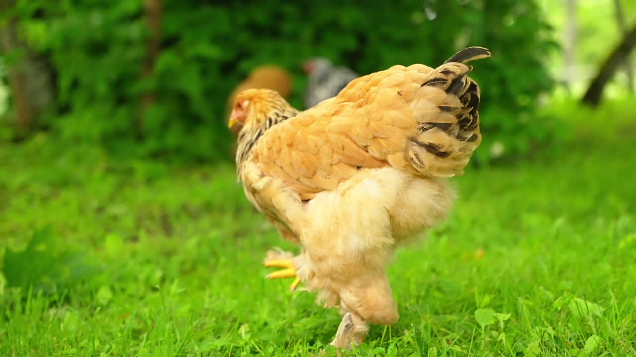 Brahma hen feeding in bright sunlit field on summer day surrounded by green vegetation