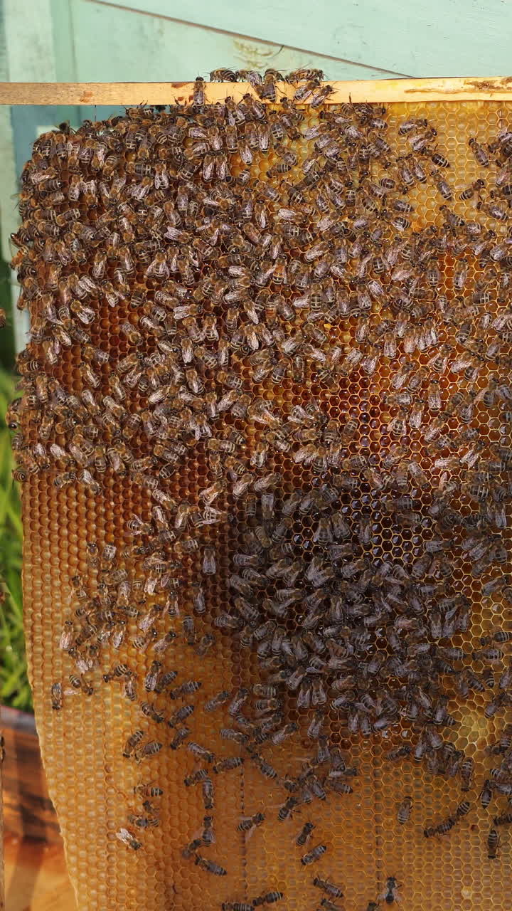 hands of man shows a wooden frame with honeycombs on the background of green grass in the garden Vertical video