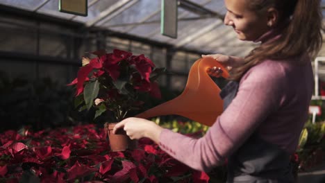 smiling young female gardener in uniform watering pots of red poinsettia with garden watering can in greenhouse