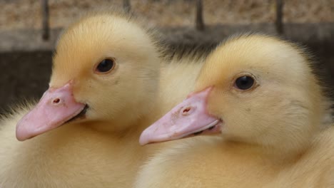 ducklings yellow close-up