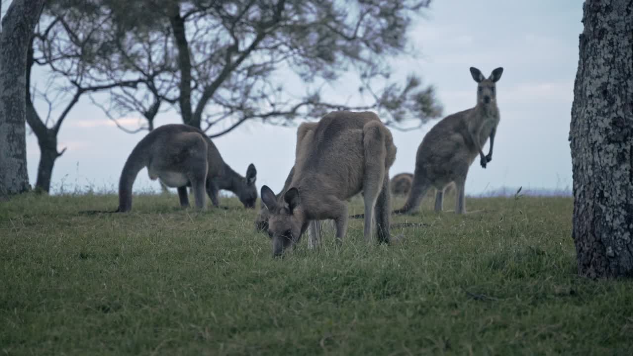 canguros grises orientales comiendo hierba por la tarde