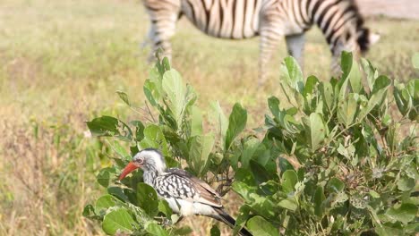 Ein-Rotschnabel-Nashornvogel-Sitzt-Auf-Einigen-Ästen-Und-Pflückt-Blätter,-Während-Im-Hintergrund-Ein-Zebra-Gras-Frisst