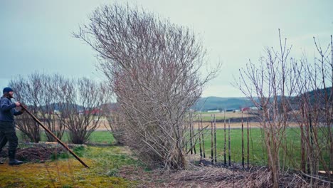 a man putting wood to straighten up fallen dry trees in the yard. static shot